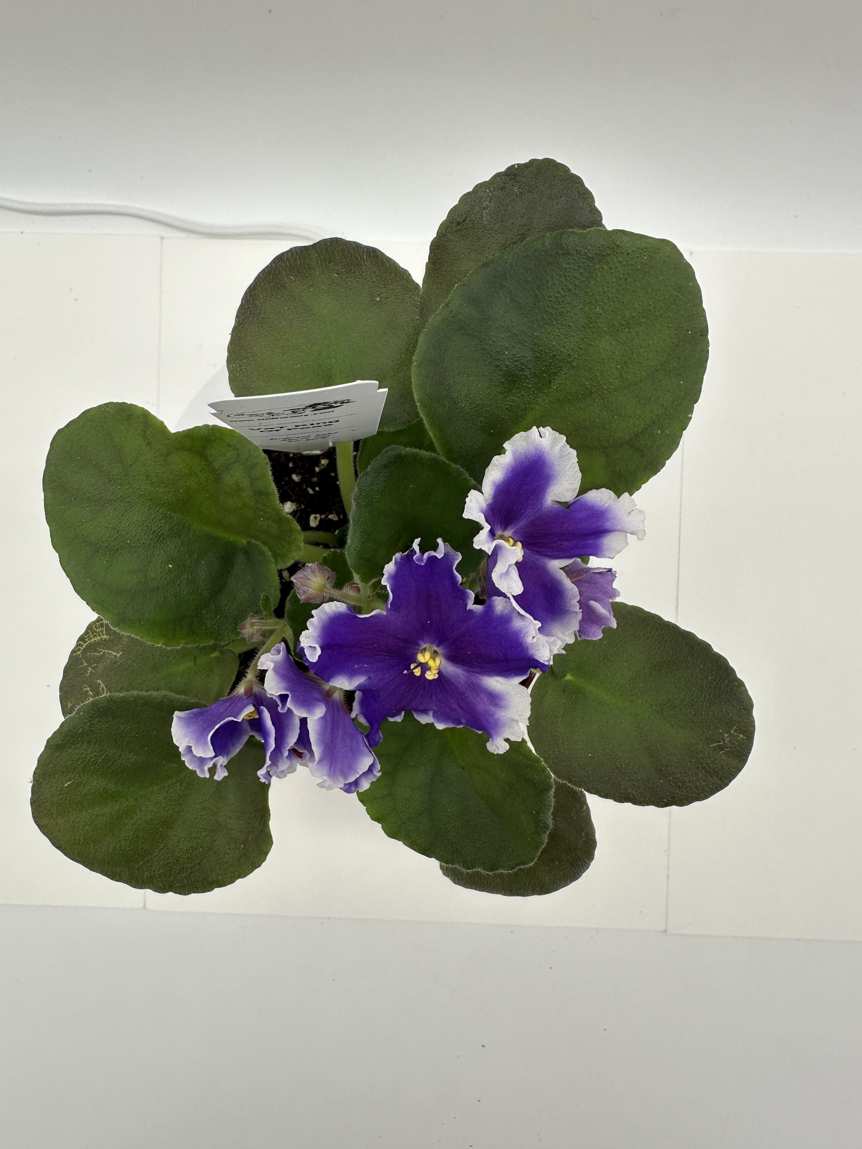 VaT King of Peas - Live African Violet 4