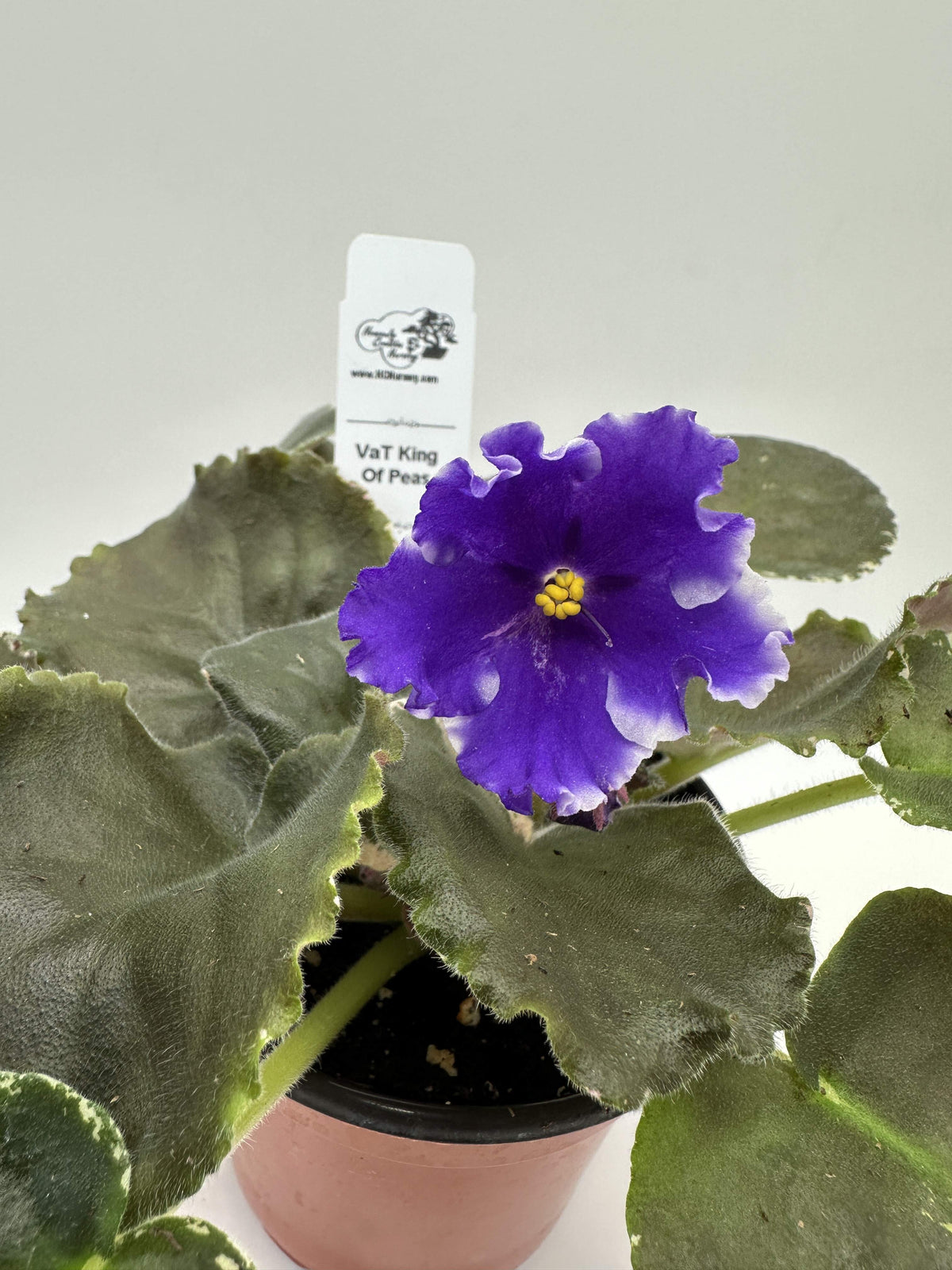 VaT King of Peas - Live African Violet 4"