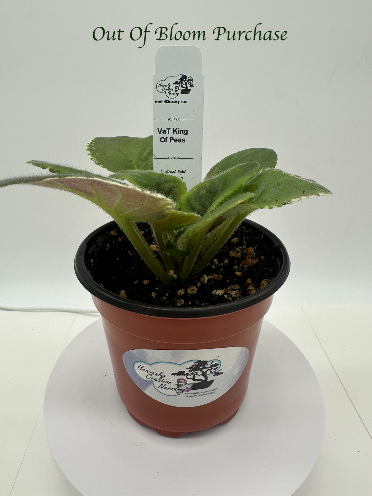 VaT King of Peas - Live African Violet 4"