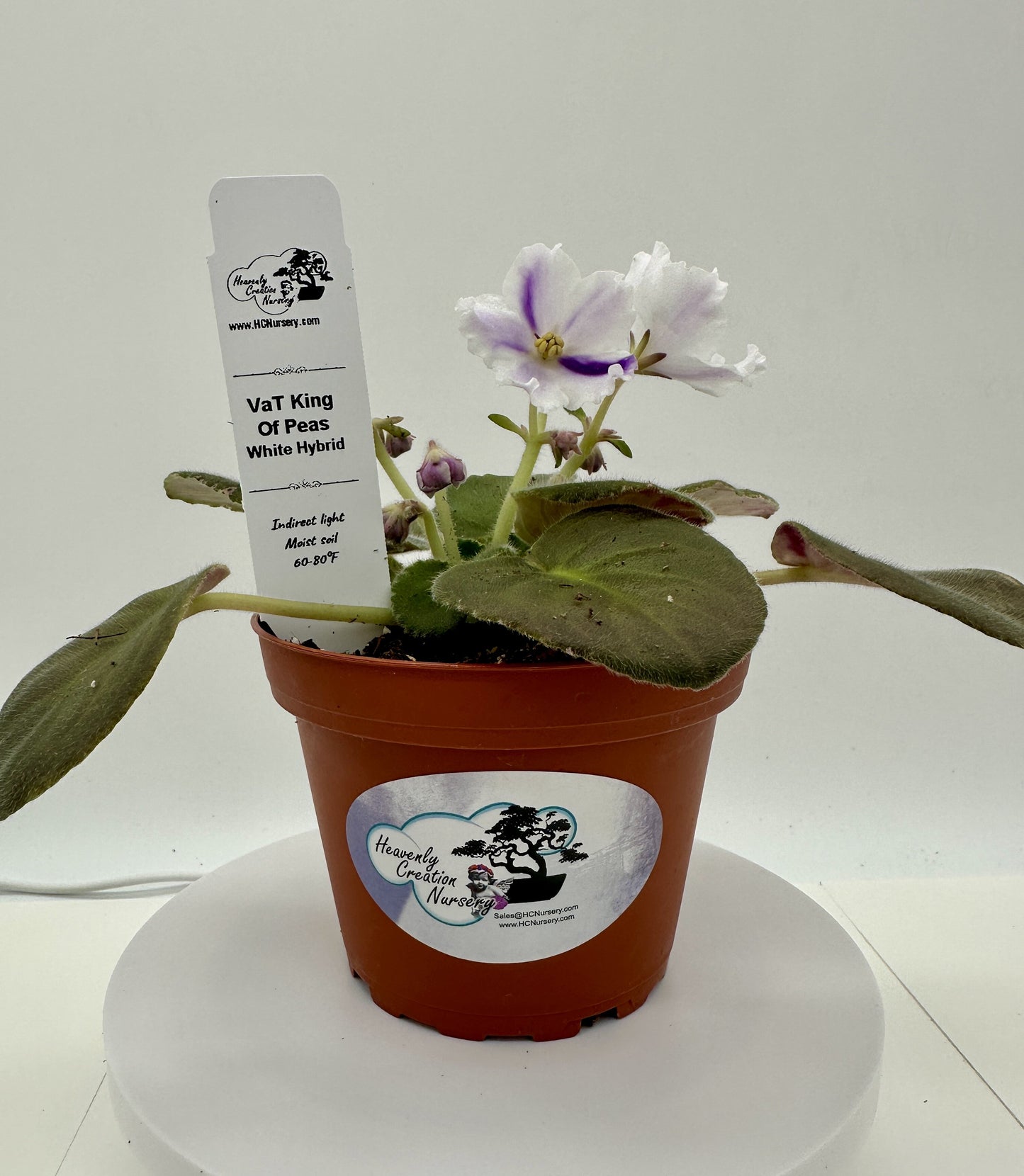 VaT King of Peas - White Hybrid - Live African Violet 4"