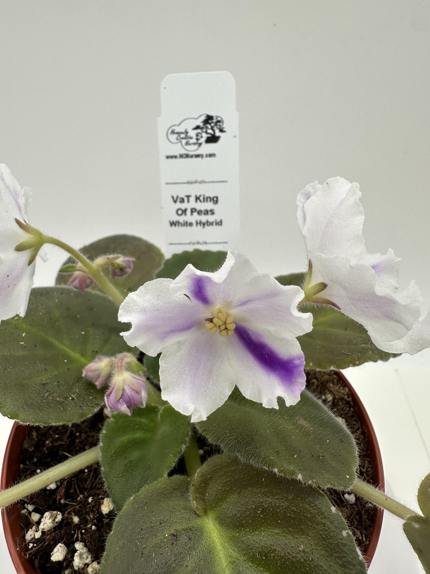 VaT King of Peas - White Hybrid - Live African Violet 4"
