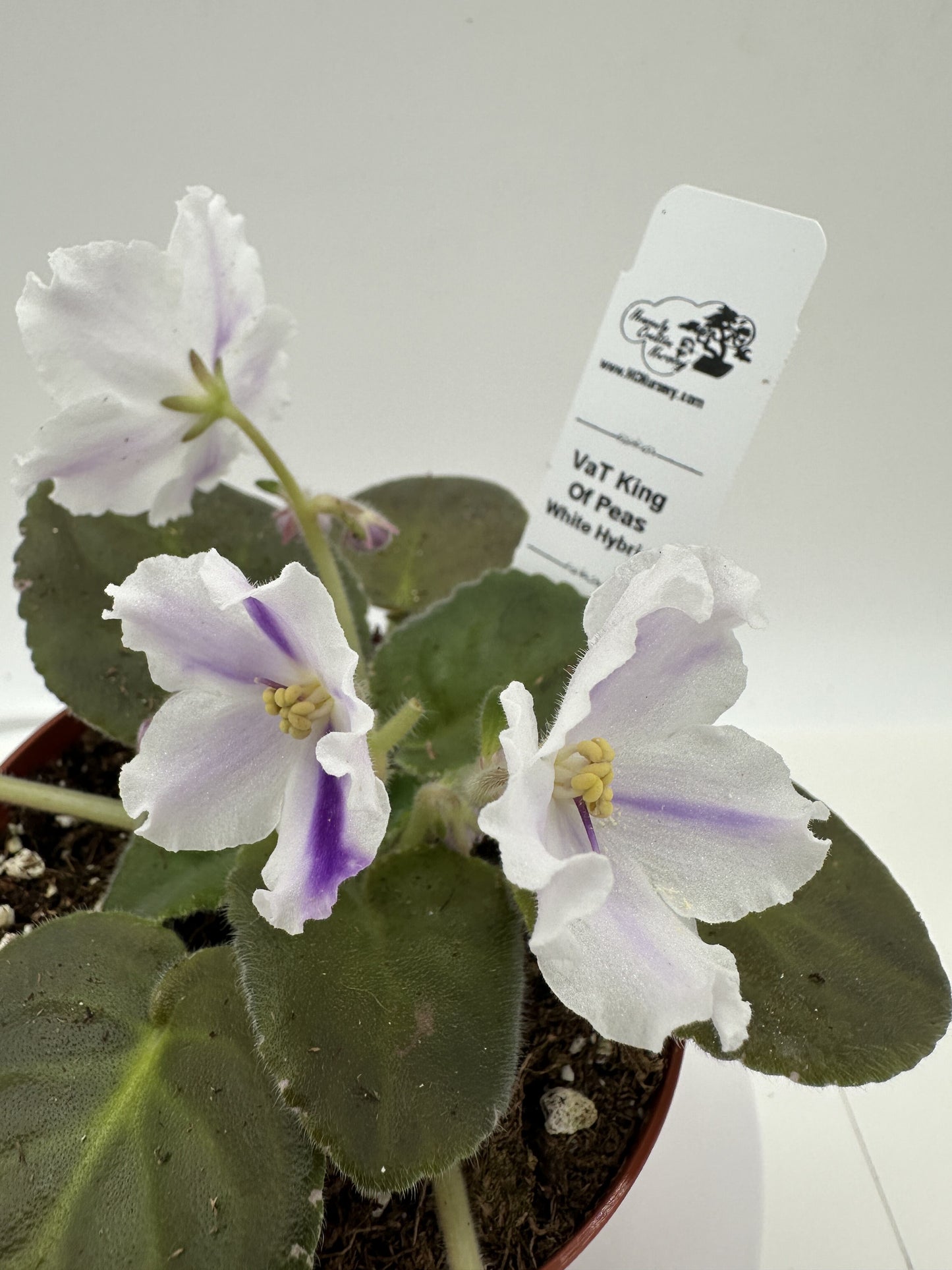 VaT King of Peas - White Hybrid - Live African Violet 4"
