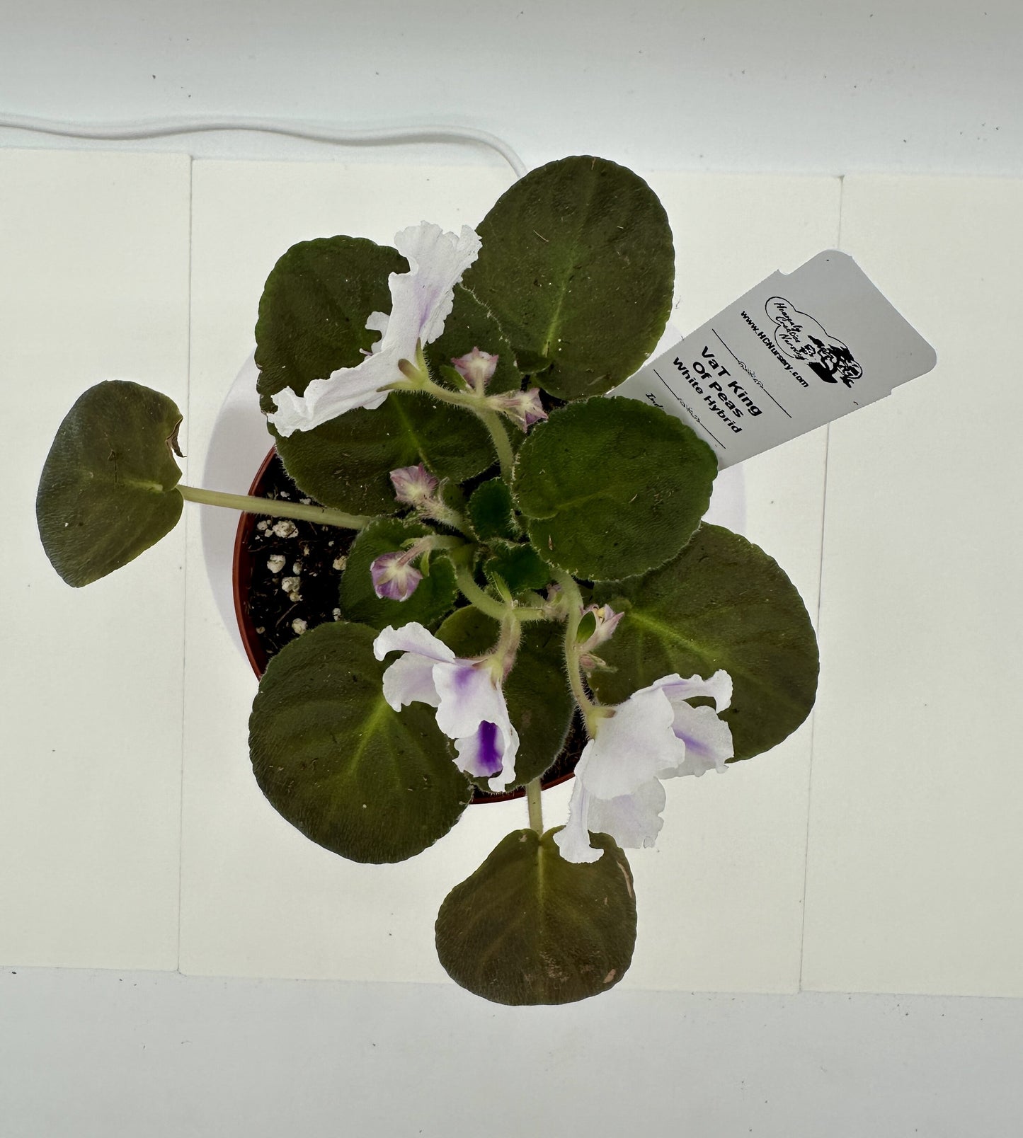 VaT King of Peas - White Hybrid - Live African Violet 4"
