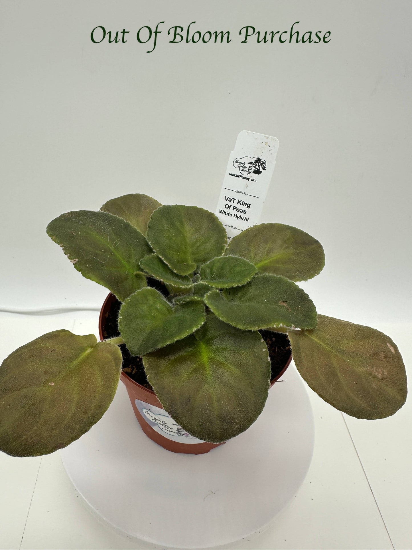VaT King of Peas - White Hybrid - Live African Violet 4"