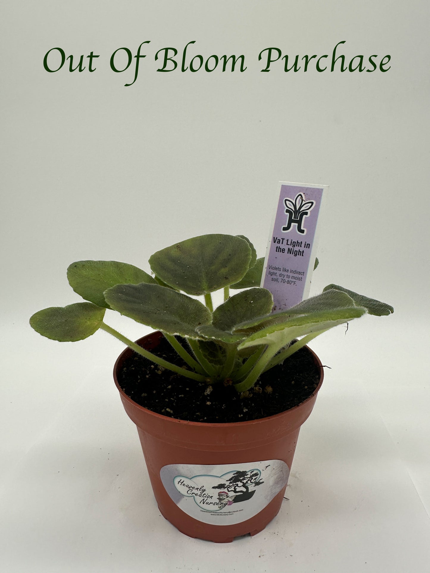 VaT Light in the Night - Live African Violet 4"