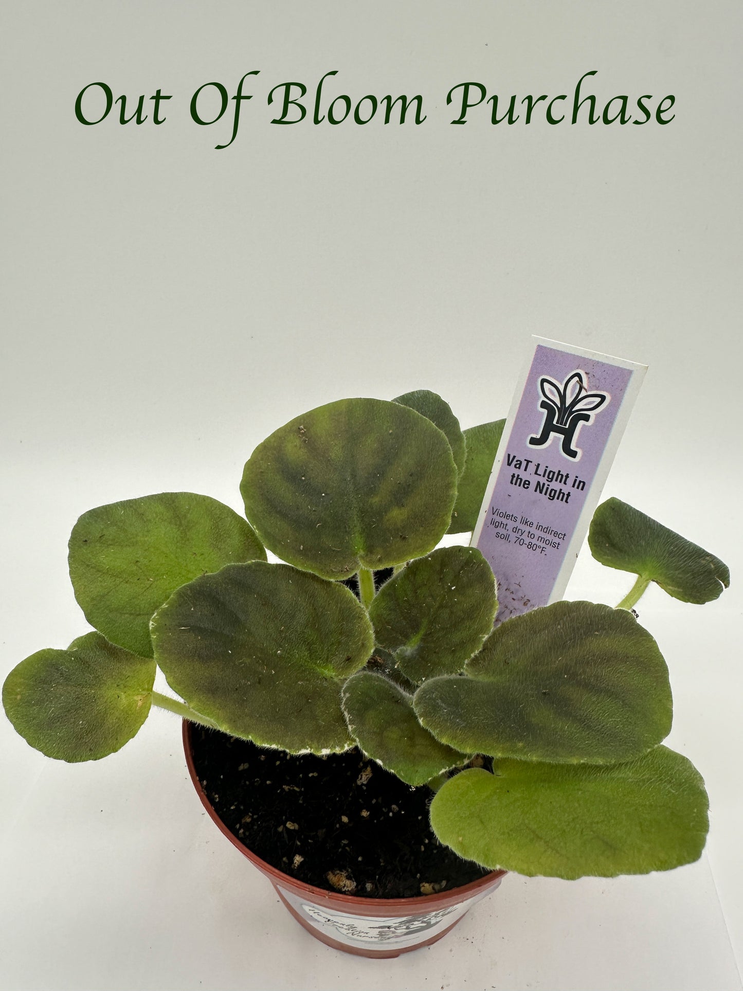 VaT Light in the Night - Live African Violet 4"