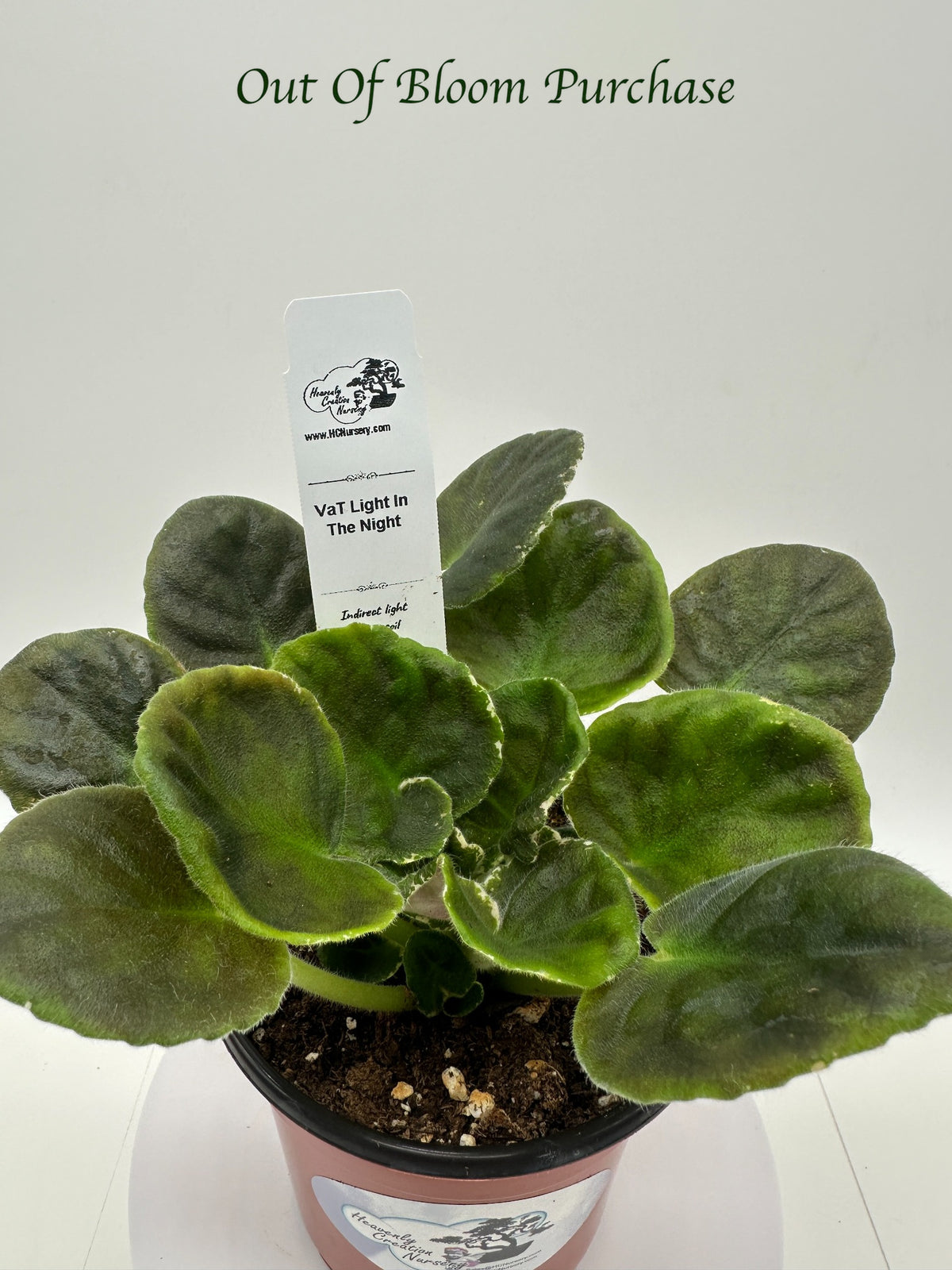 VaT Light in the Night - Live African Violet 4"