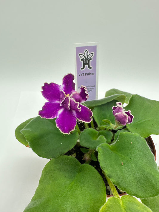 VaT Pulsar - Live African Violet 4"