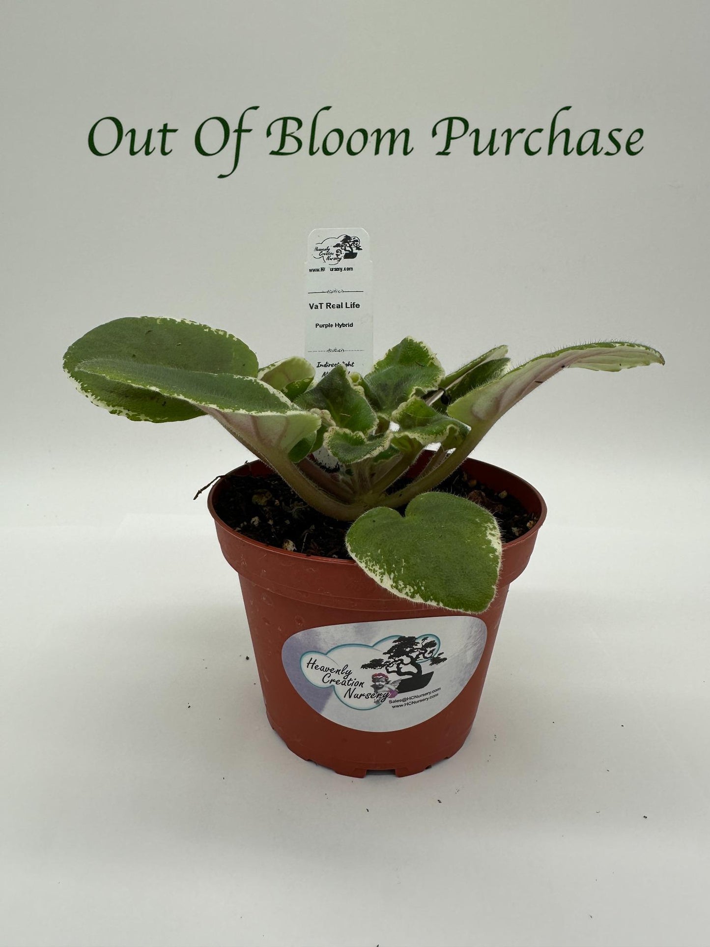 VaT Real Life - Dk. Purple Hybrid - Live African Violet 4"