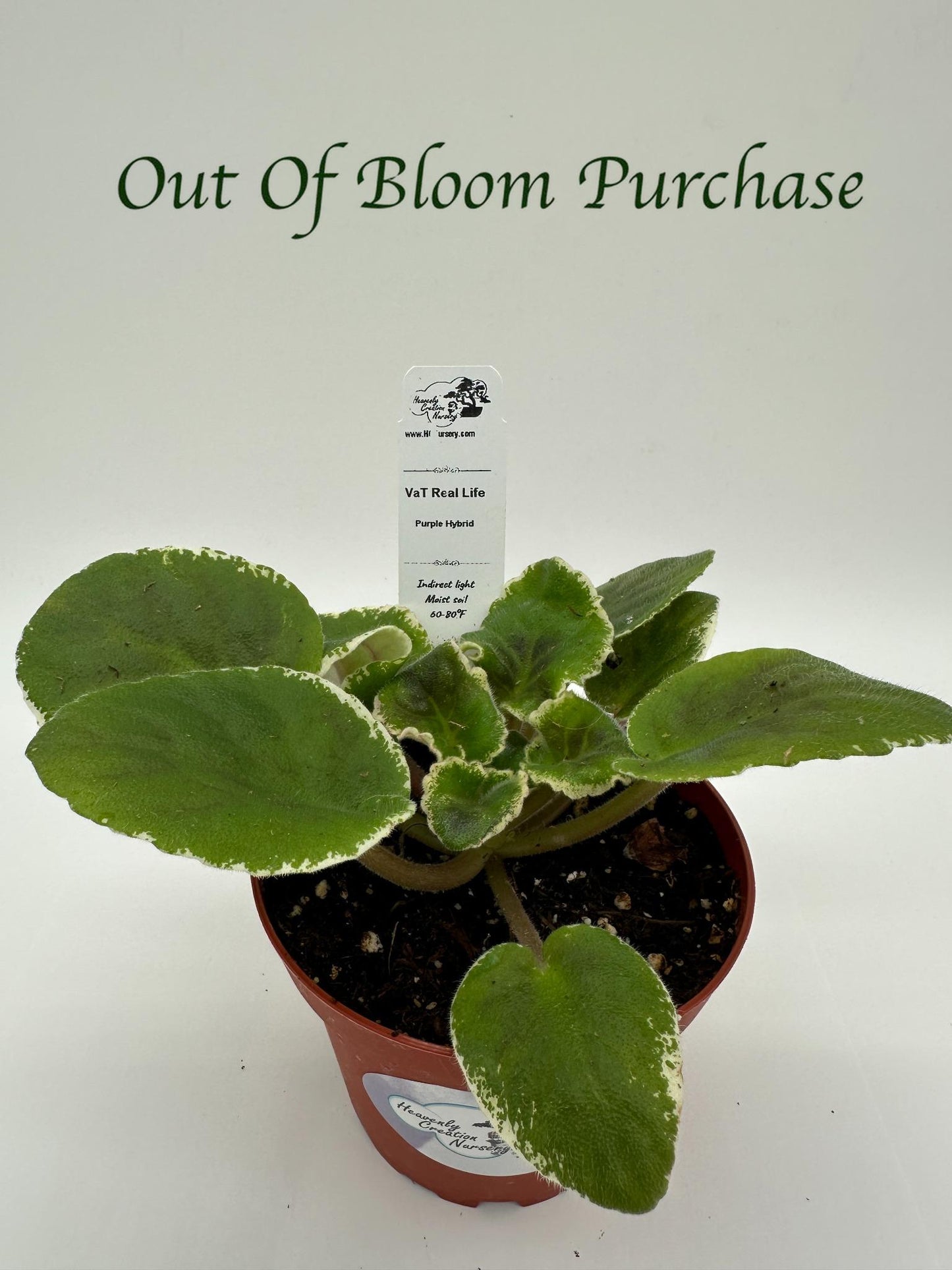 VaT Real Life - Dk. Purple Hybrid - Live African Violet 4"