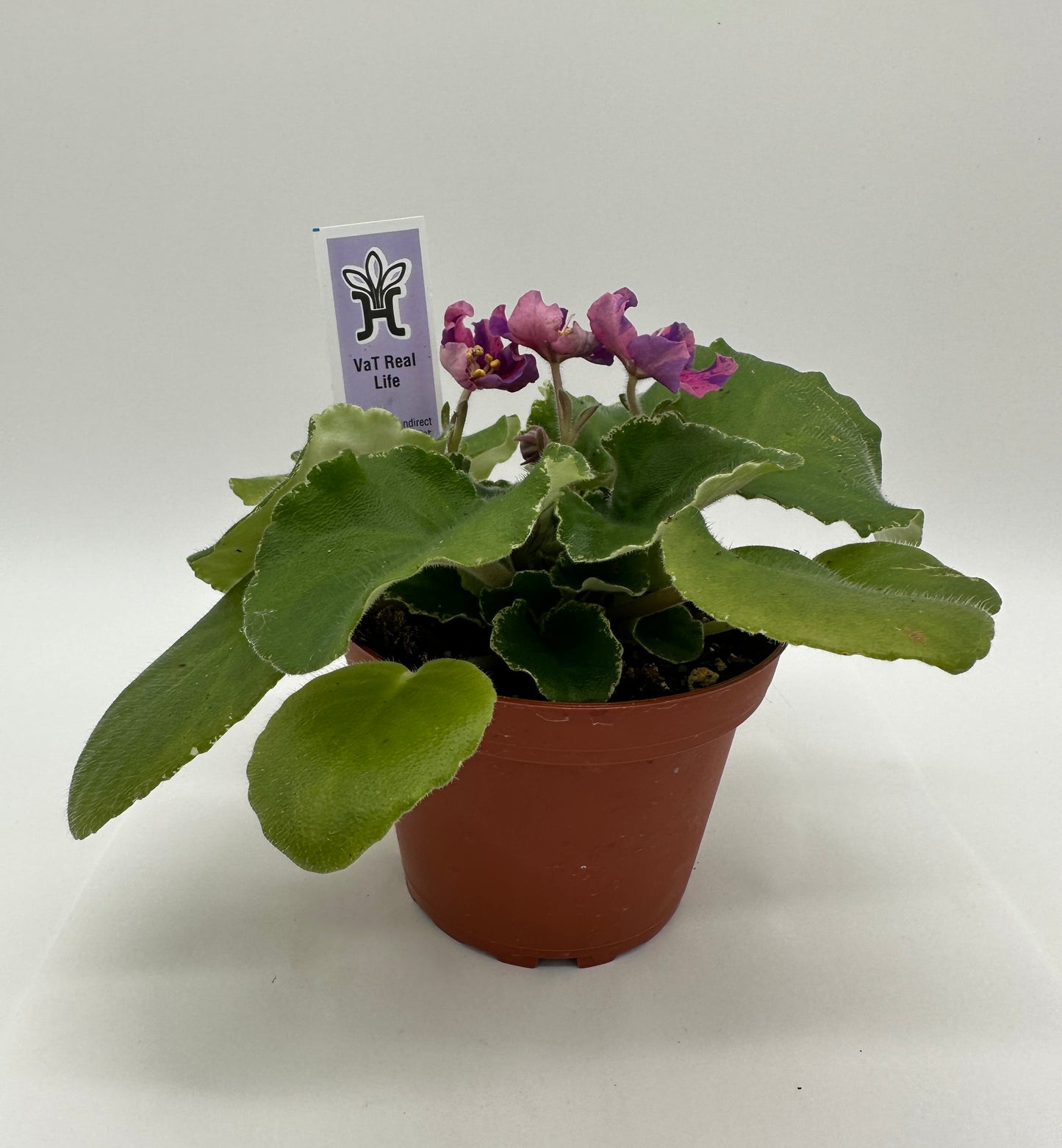 VaT Real Life - Live African Violet 4"