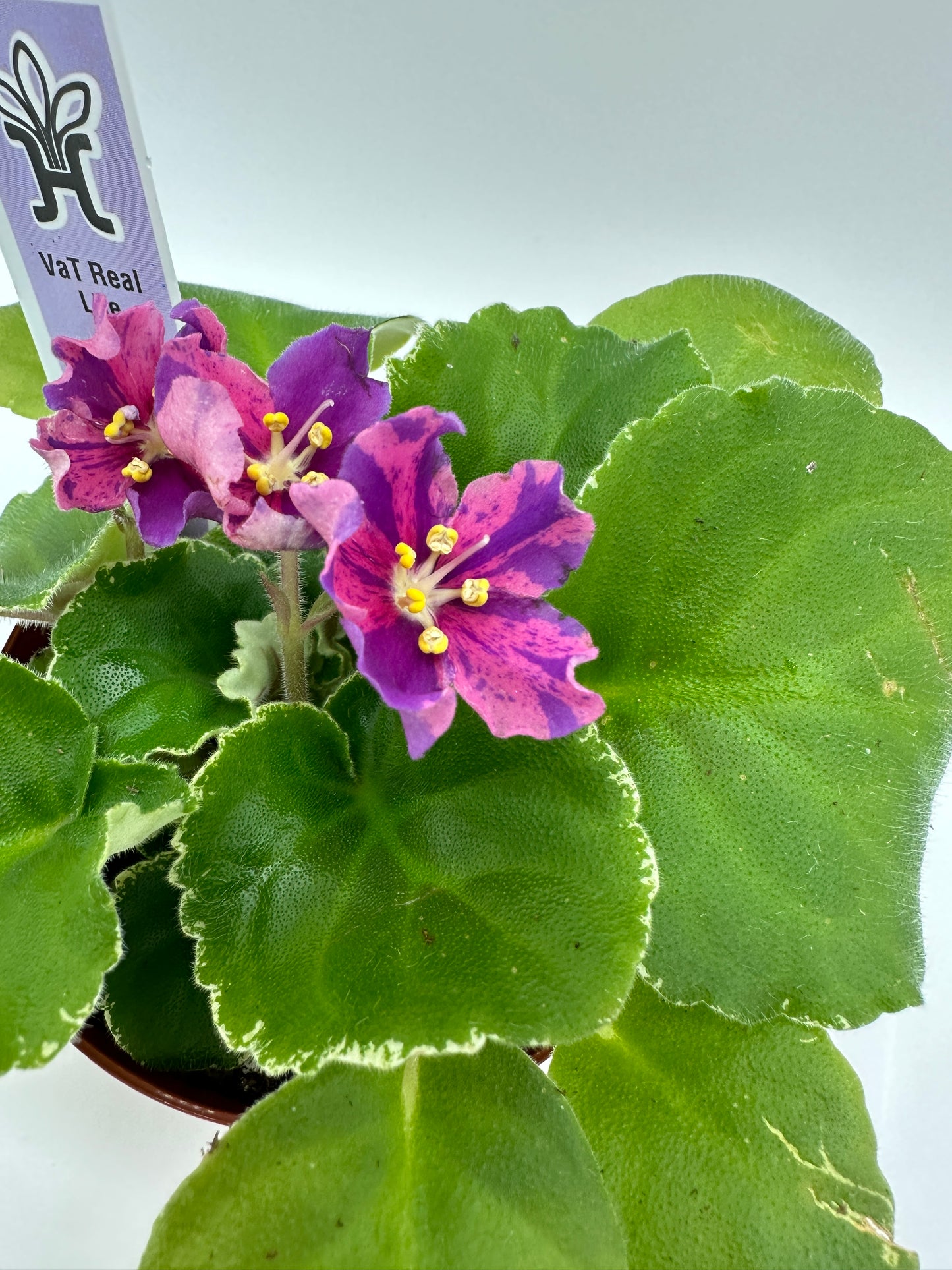 VaT Real Life - Live African Violet 4"