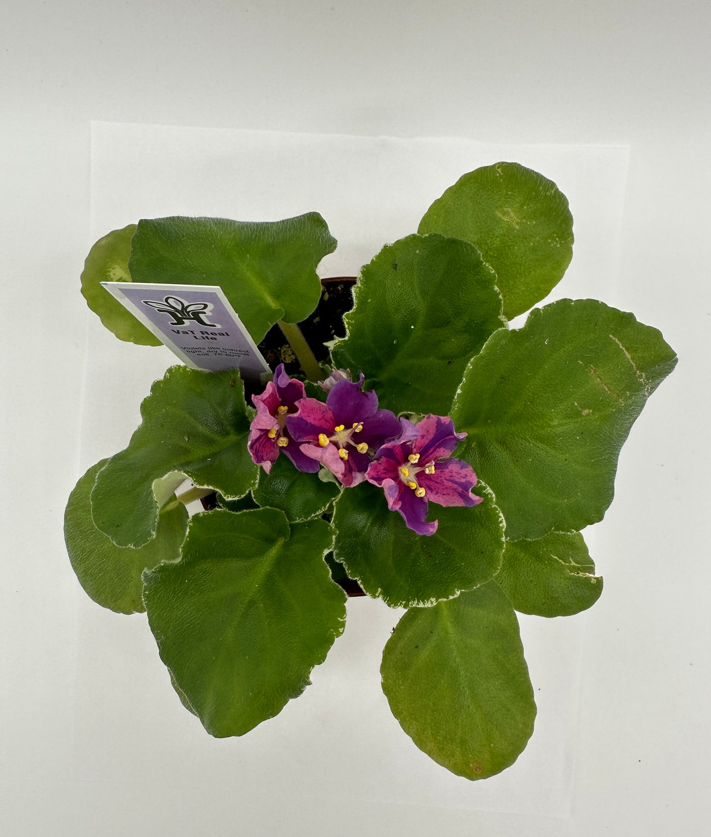 VaT Real Life - Live African Violet 4"