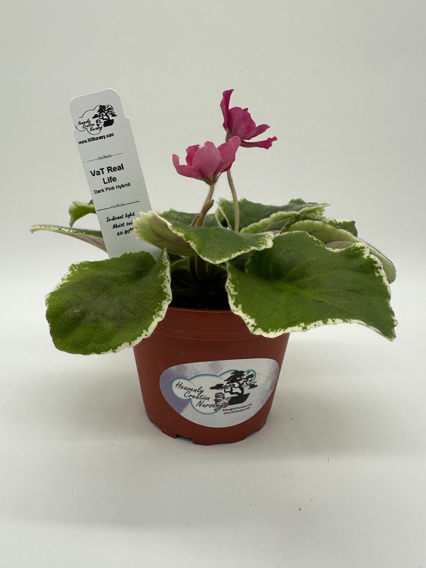 VaT Real Life - Dk. Pink Hybrid - Live African Violet 4"