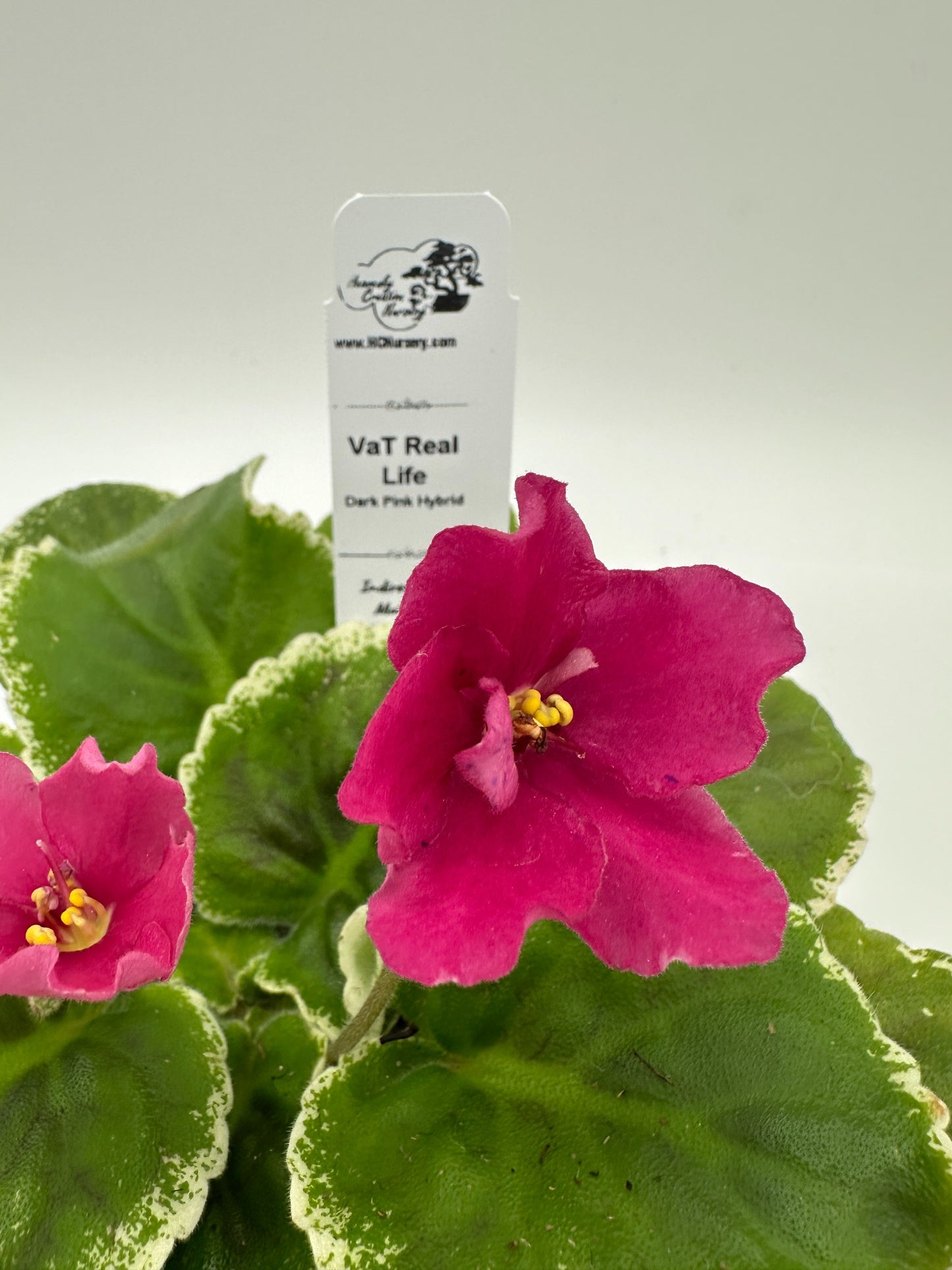 VaT Real Life - Dk. Pink Hybrid - Live African Violet 4"