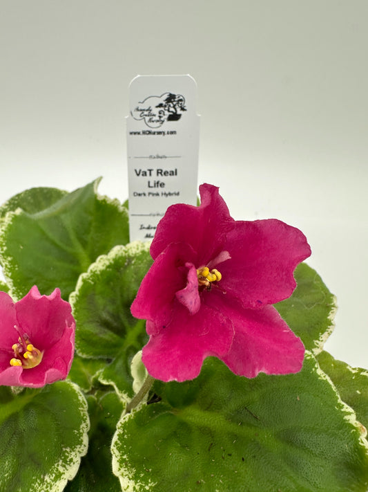 VaT Real Life - Dk. Pink Hybrid - Live African Violet 4"