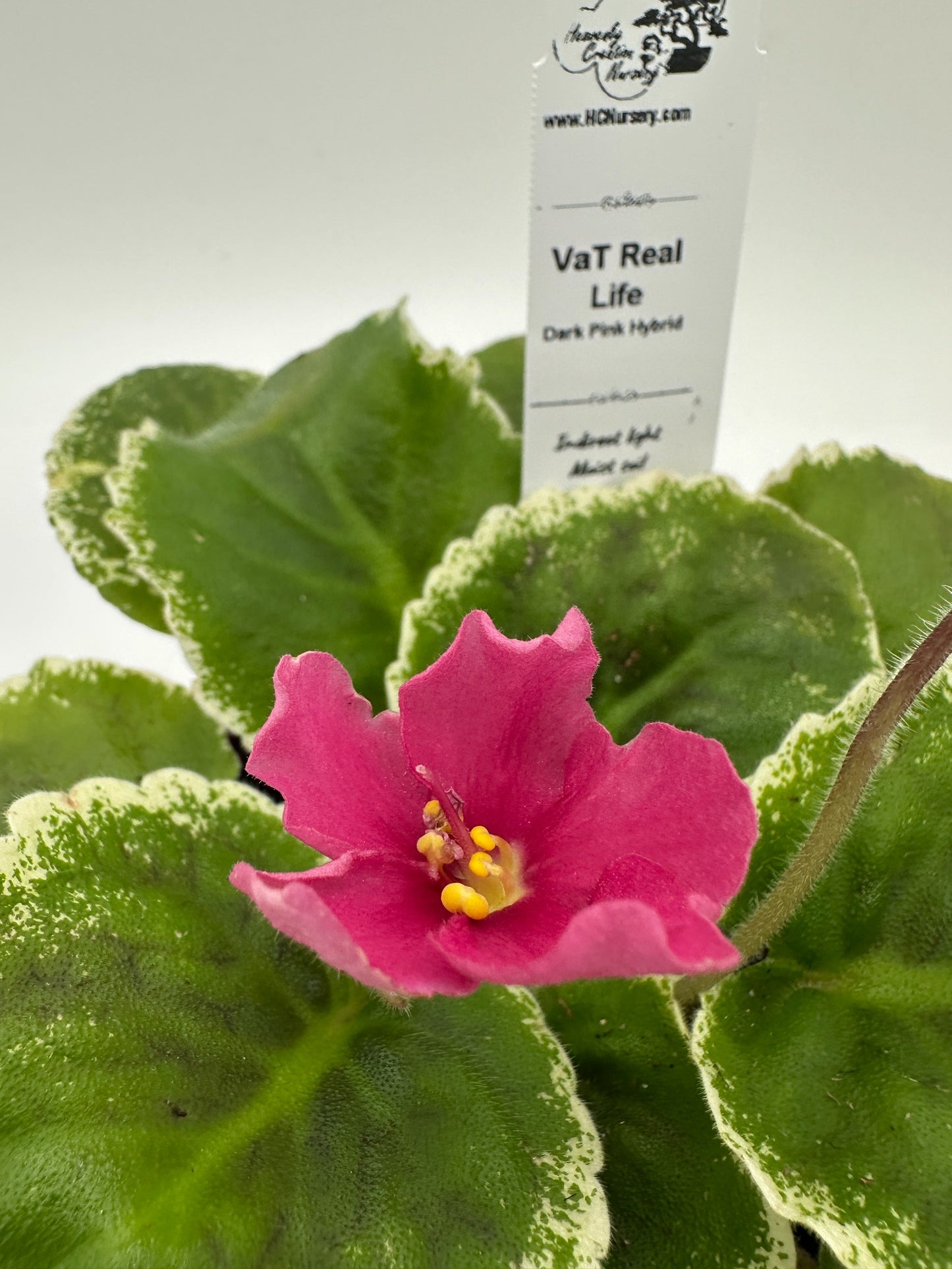 VaT Real Life - Dk. Pink Hybrid - Live African Violet 4"