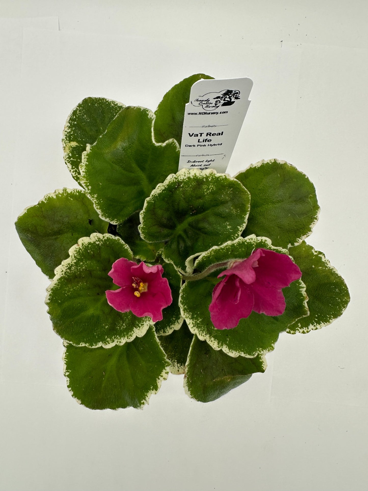 VaT Real Life - Dk. Pink Hybrid - Live African Violet 4"