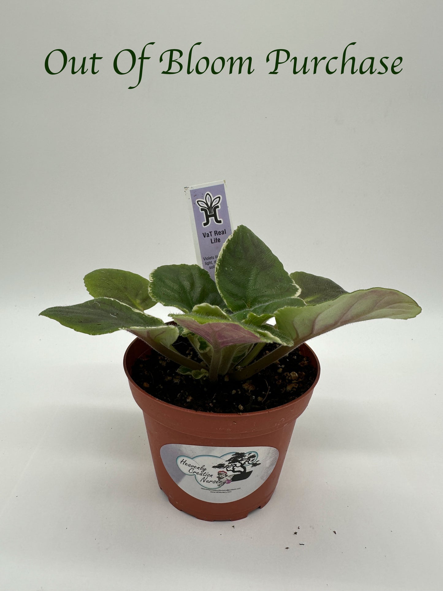 VaT Real Life - Live African Violet 4"