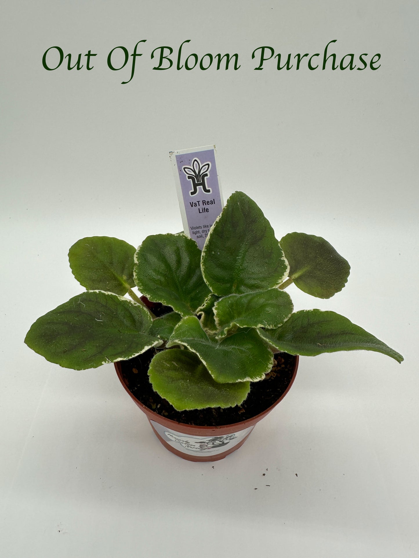 VaT Real Life - Live African Violet 4"