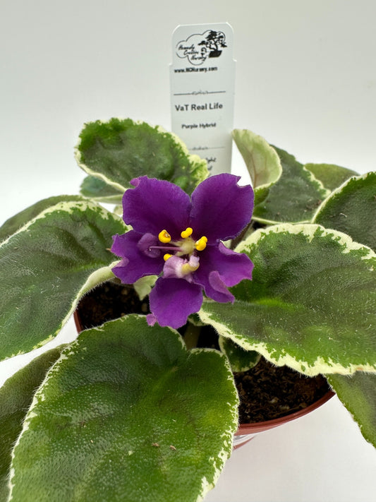 VaT Real Life - Dk. Purple Hybrid - Live African Violet 4"