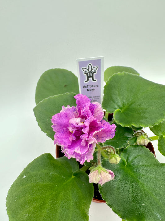 VaT Shura Mura Pink - Live African Violet 4"