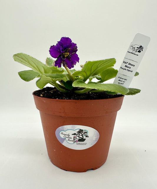 VaT Shura Mura - Purple Hybrid - Live African Violet 6"