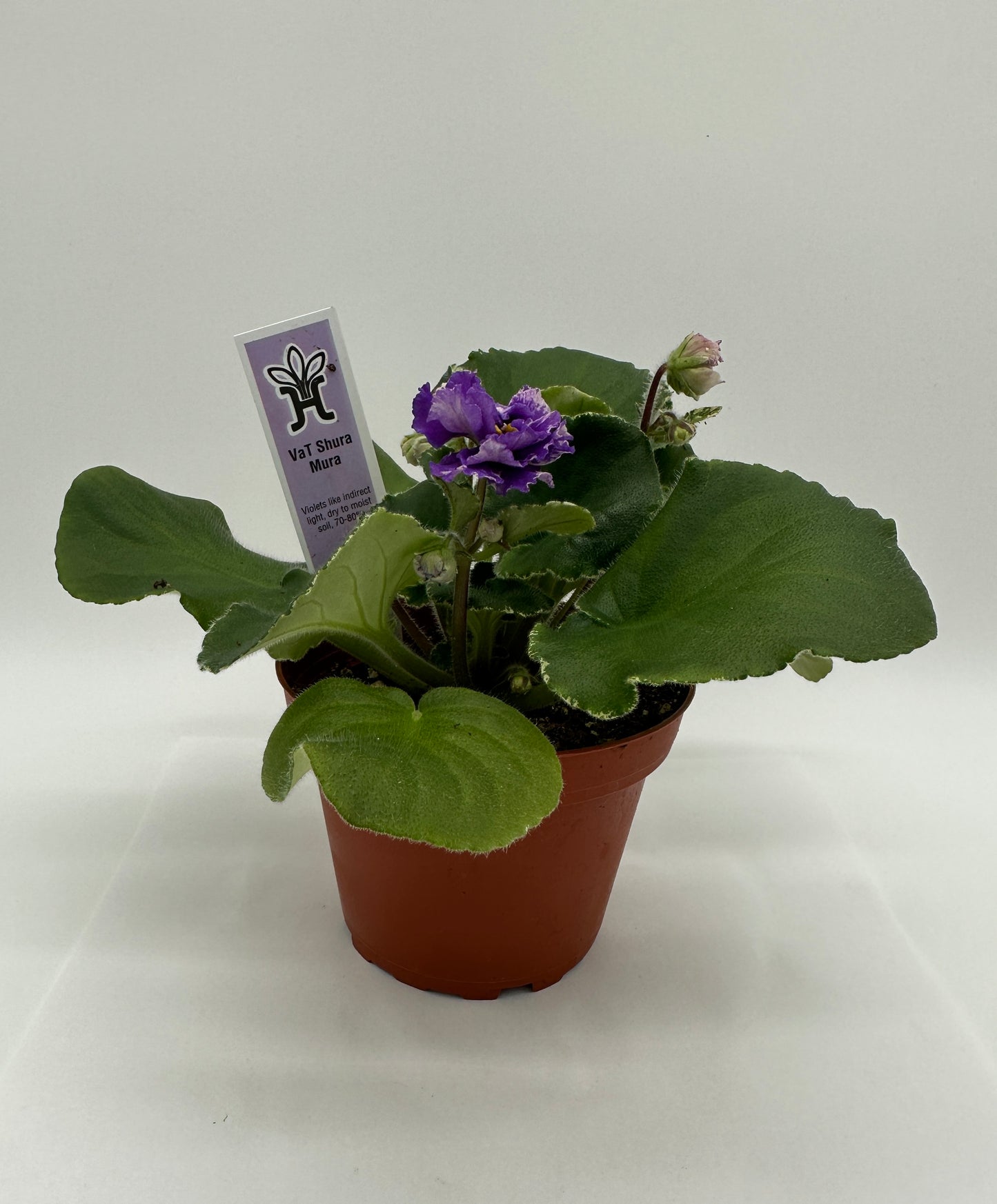 VaT Shura Mura Purple - Live African Violet 4"