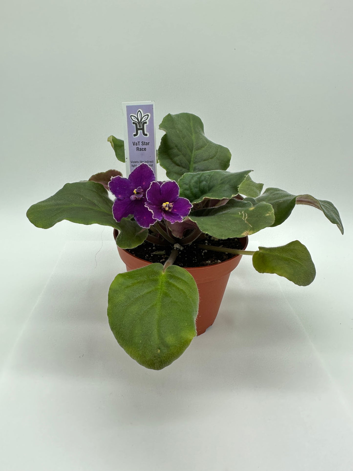 VaT Star Race - Live African Violet 4"