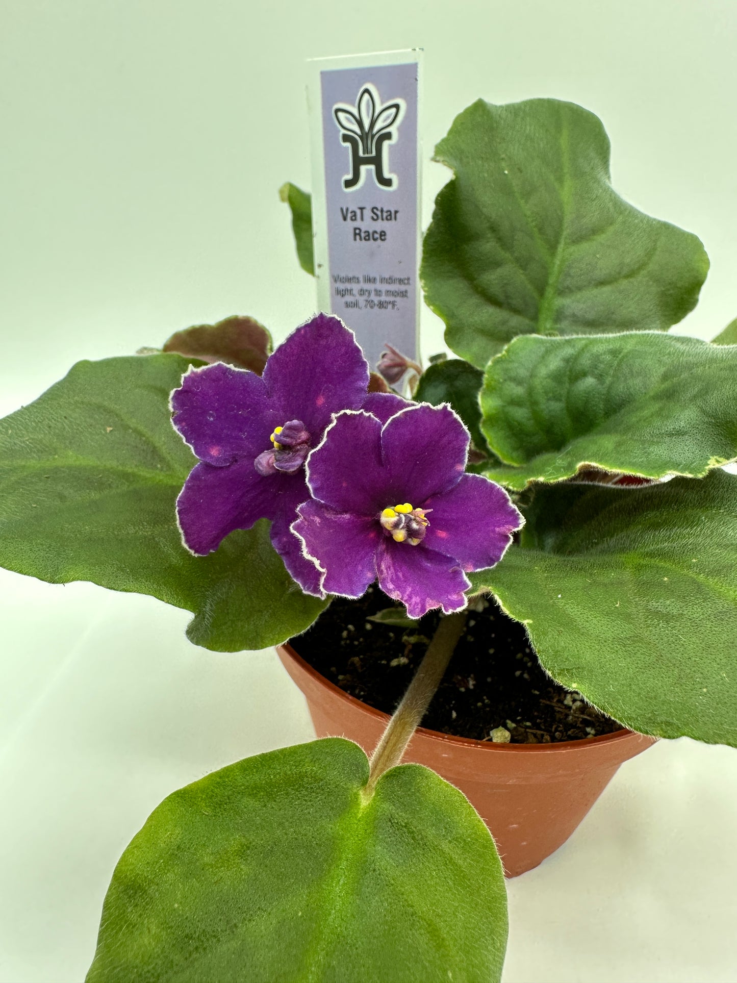 VaT Star Race - Live African Violet 4"