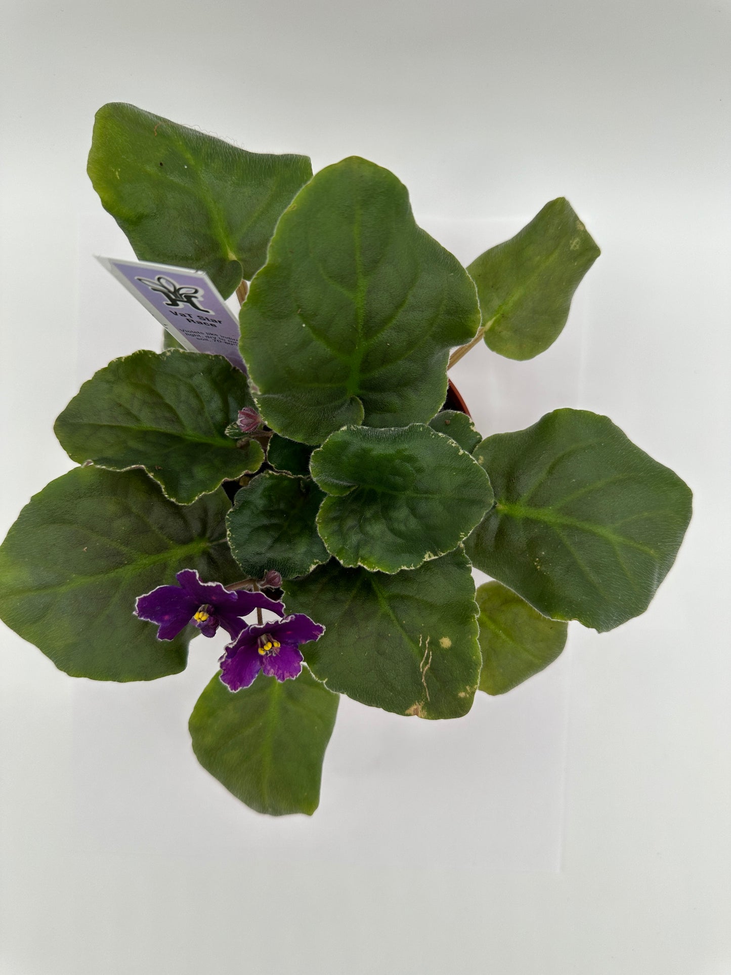 VaT Star Race - Live African Violet 4"