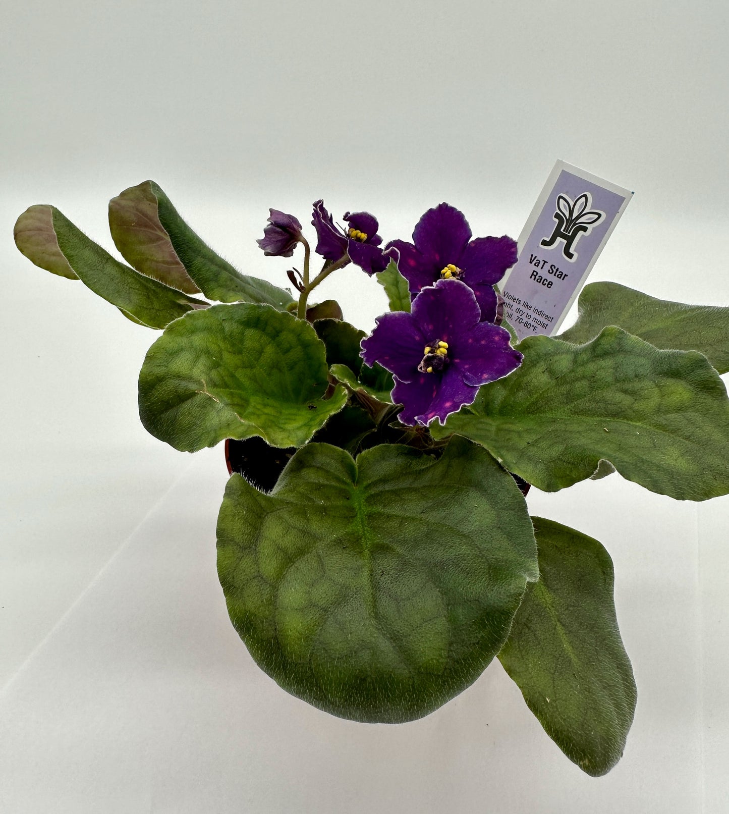 VaT Star Race - Live African Violet 4"