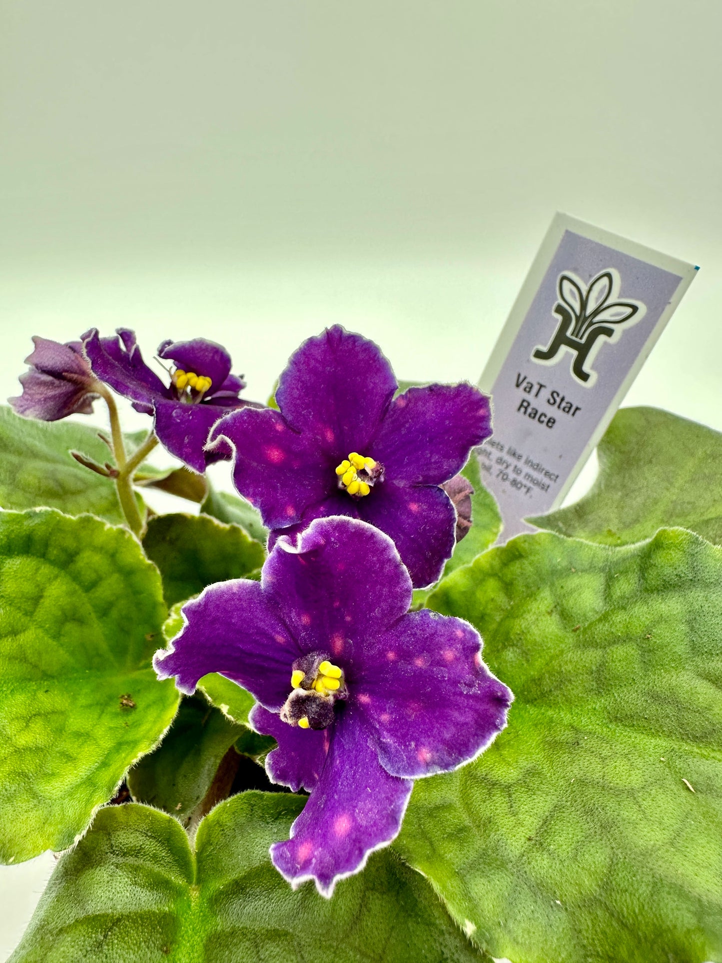 VaT Star Race - Live African Violet 4"