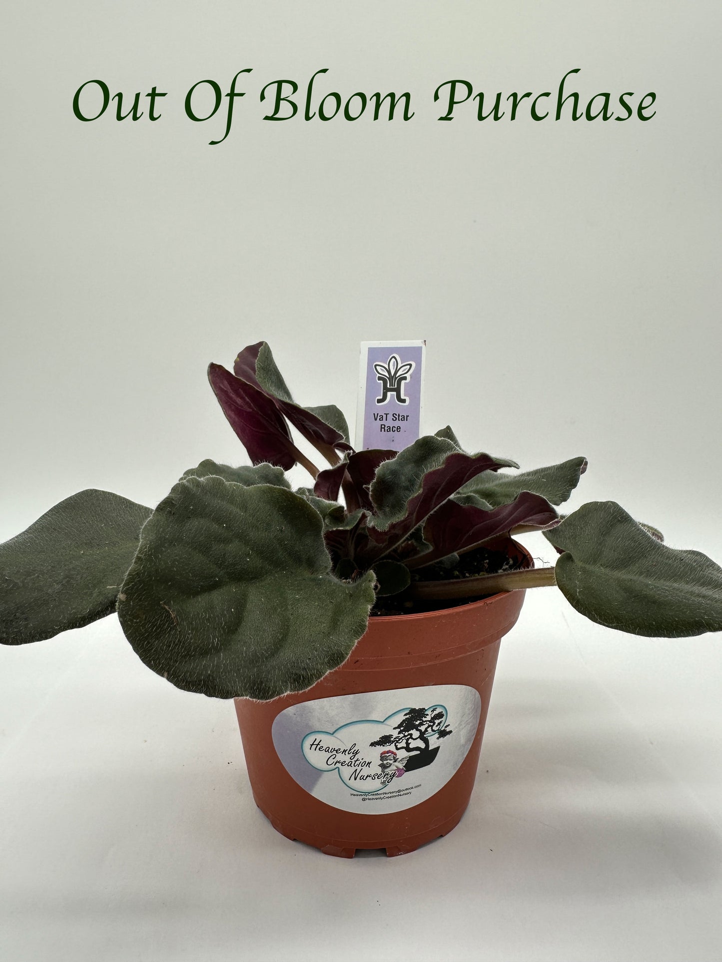 VaT Star Race - Live African Violet 4"