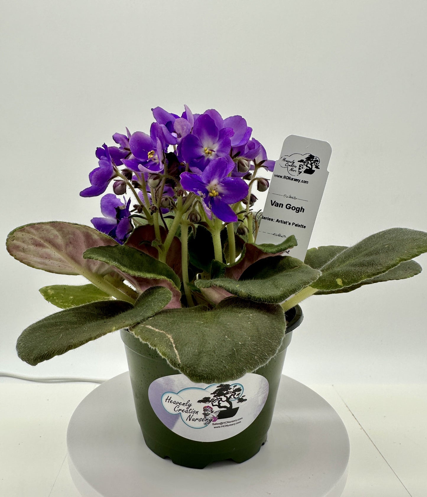 Van Gogh - Live African Violet 4" - Series: Artist's Palette