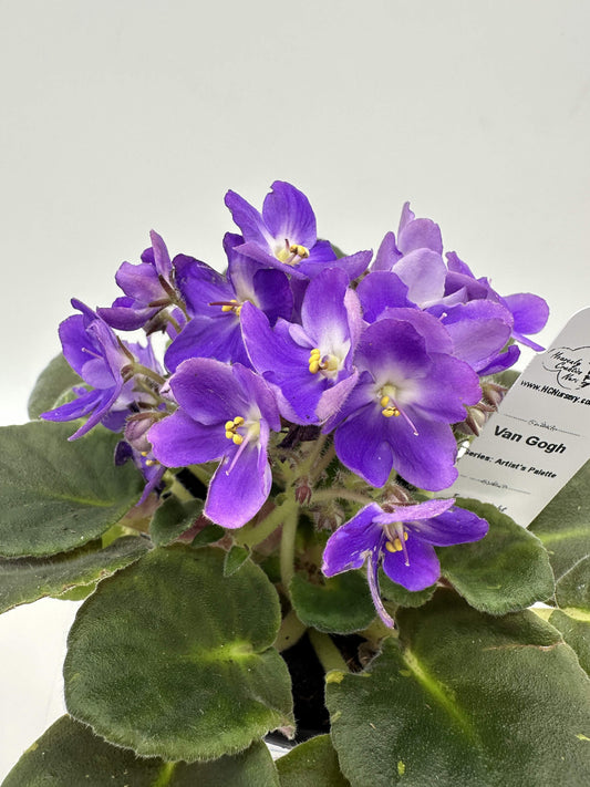 Van Gogh - Live African Violet 4" - Series: Artist's Palette
