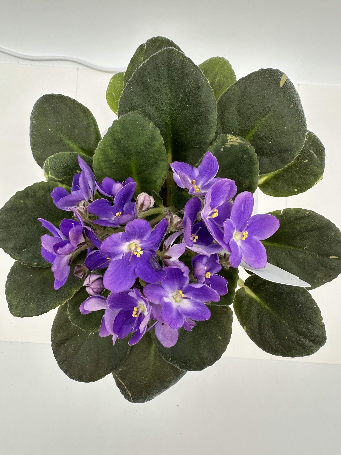 Van Gogh - Live African Violet 4" - Series: Artist's Palette