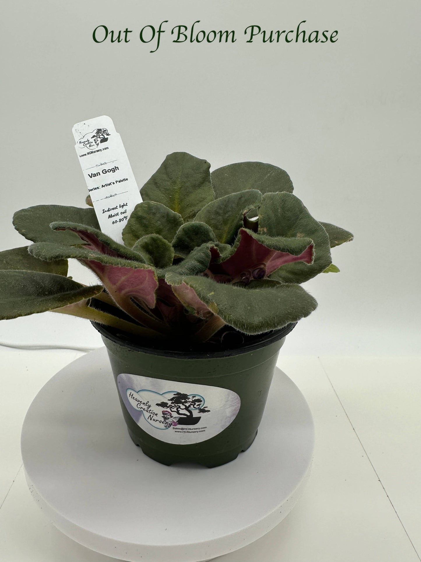 Van Gogh - Live African Violet 4" - Series: Artist's Palette