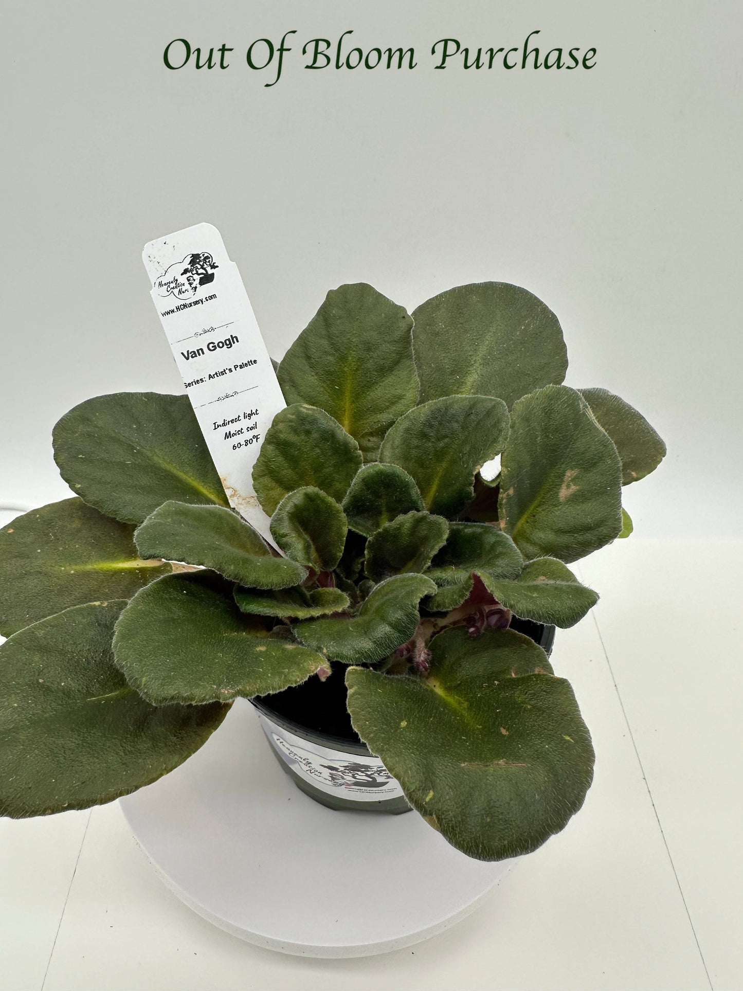 Van Gogh - Live African Violet 4" - Series: Artist's Palette