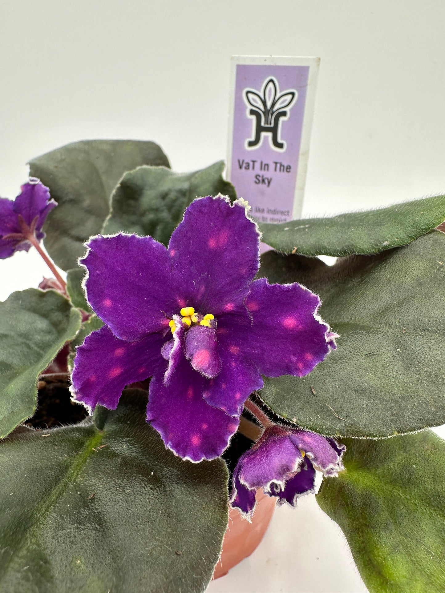 VaT In The Sky - Live African Violet 4"