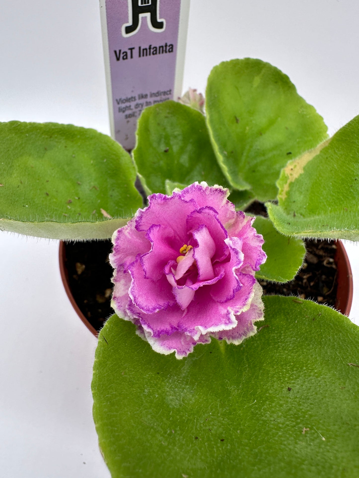 VaT Infanta - Live African Violet 4"