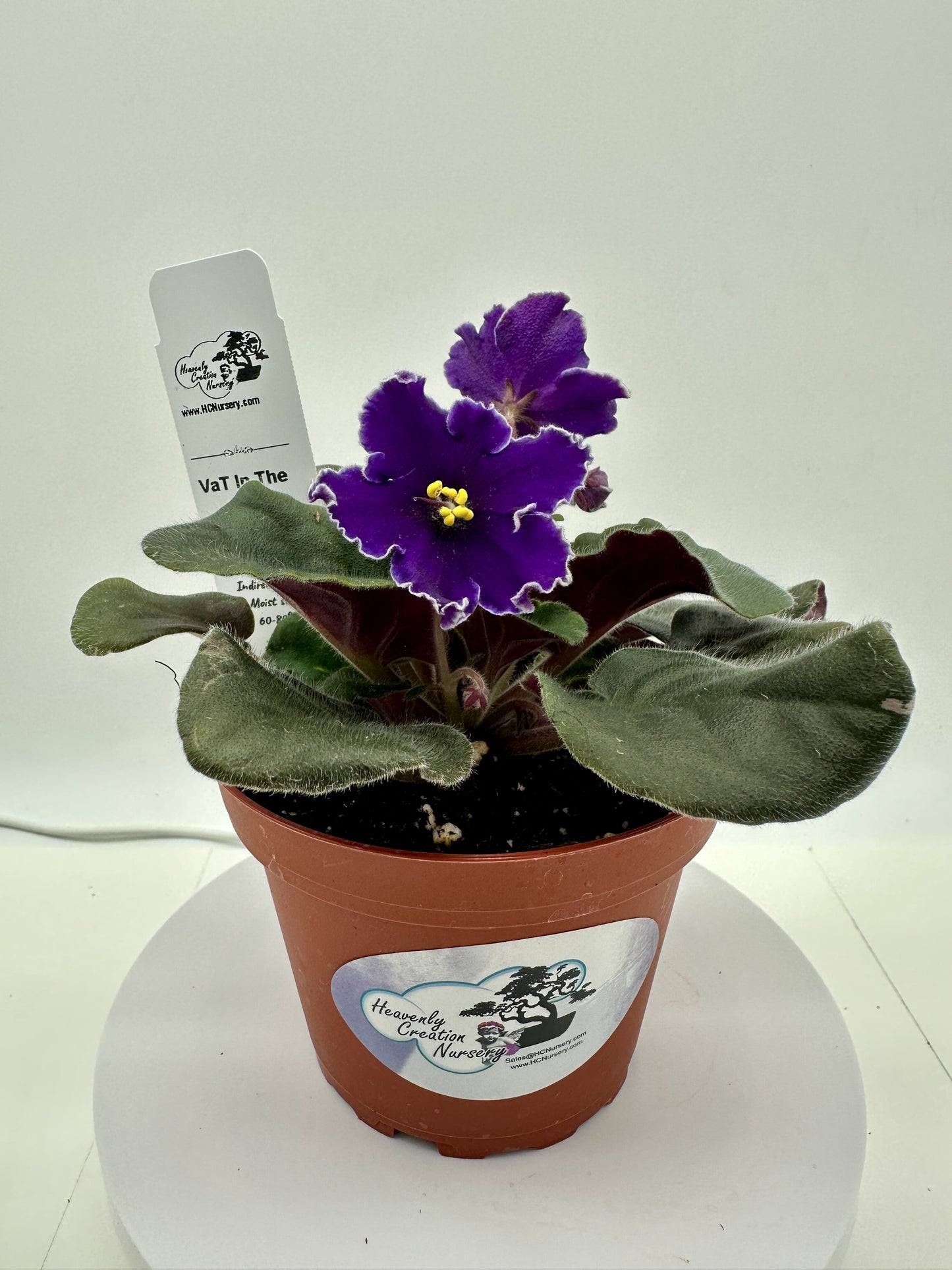 VaT In The Sky - Live African Violet 4"