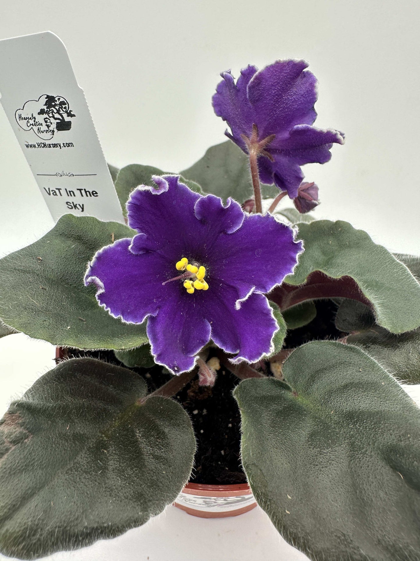 VaT In The Sky - Live African Violet 4"