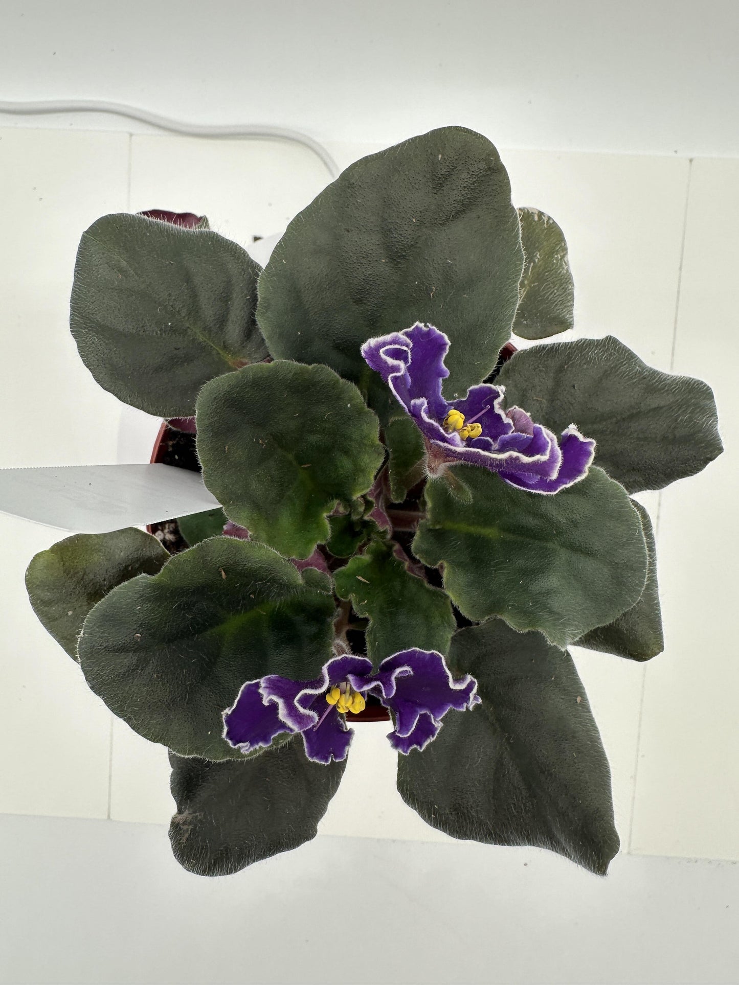 VaT In The Sky - Live African Violet 4"