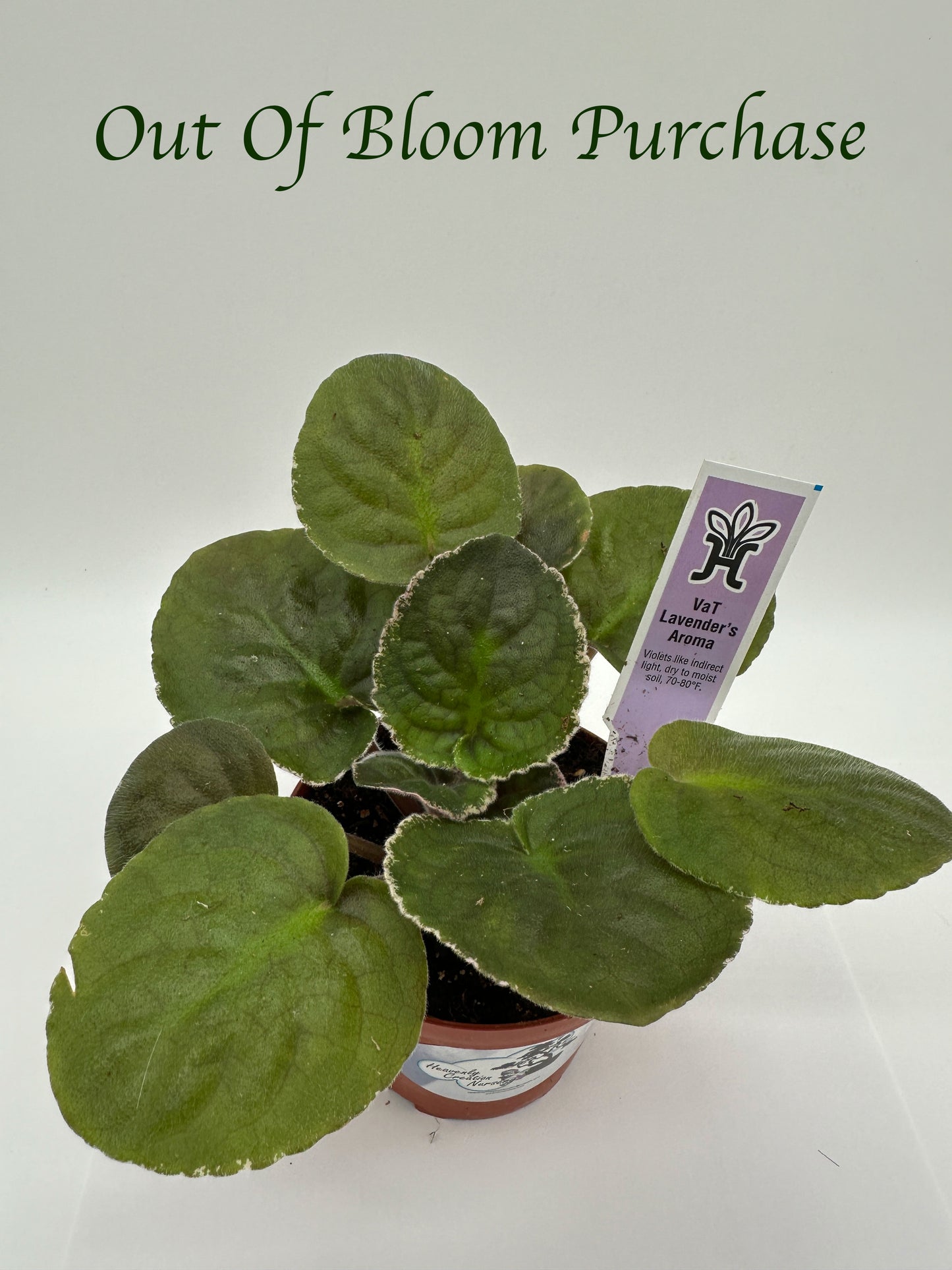 VaT Lavender's Aroma - Live African Violet 4"