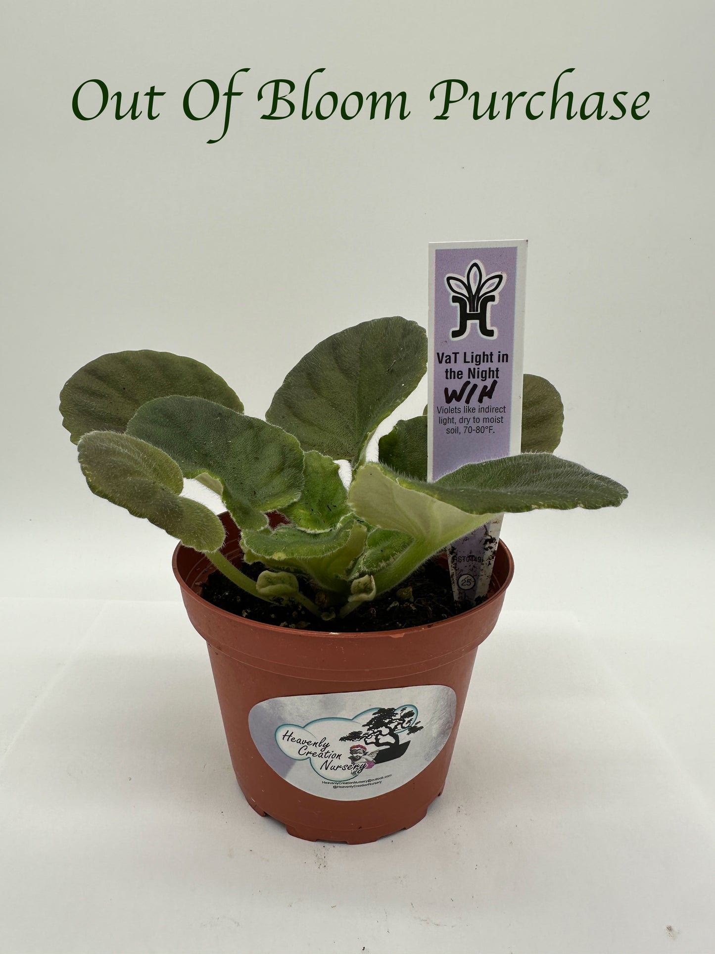 VaT Light in the Night - White Hybrid - Live African Violet 4"