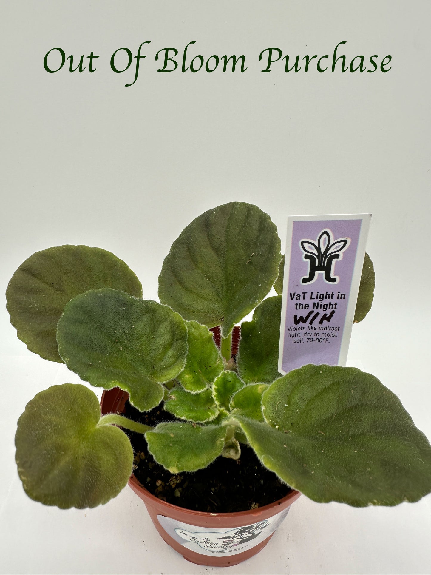 VaT Light in the Night - White Hybrid - Live African Violet 4"