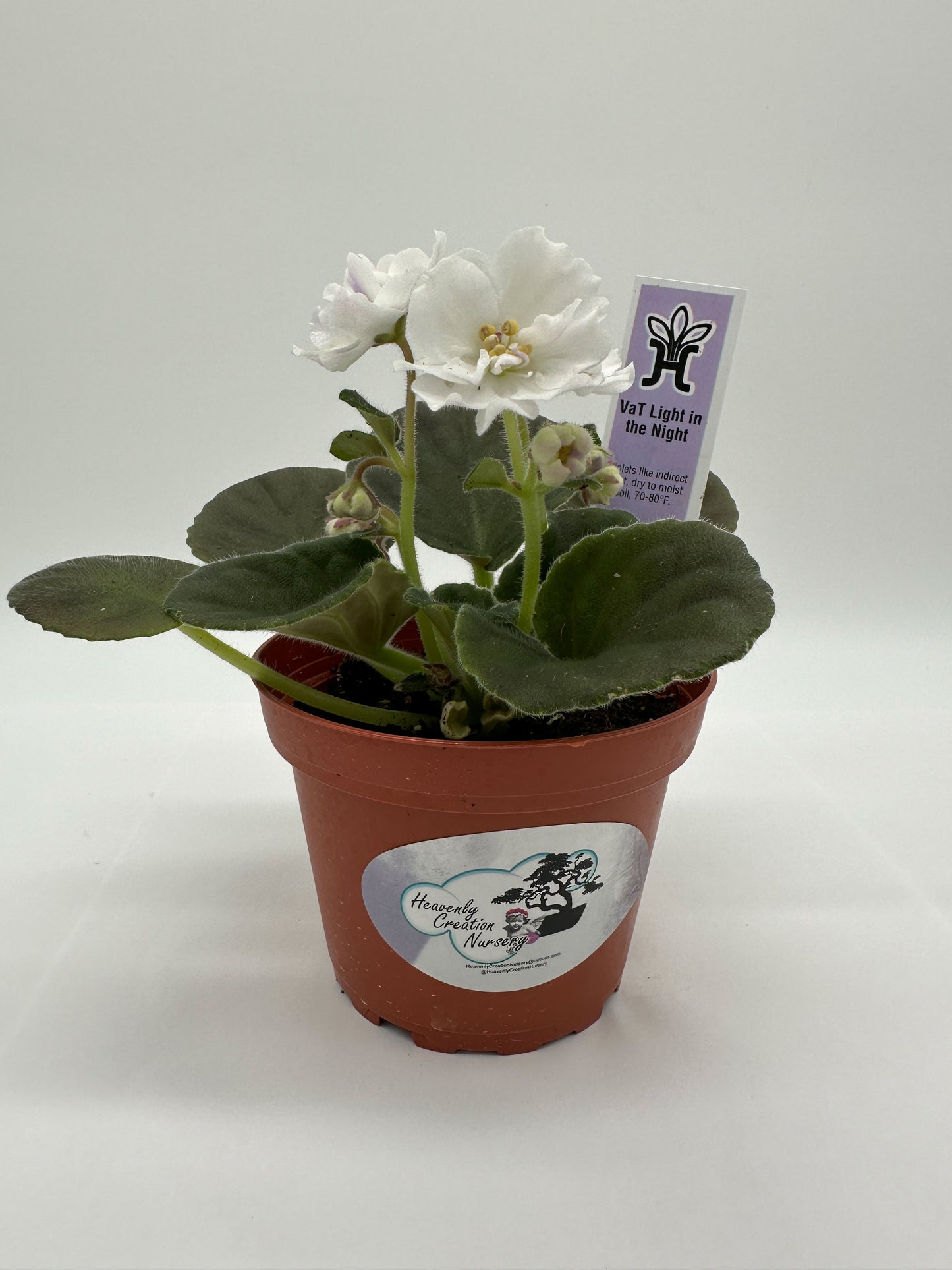 VaT Light in the Night - White Hybrid - Live African Violet 4"