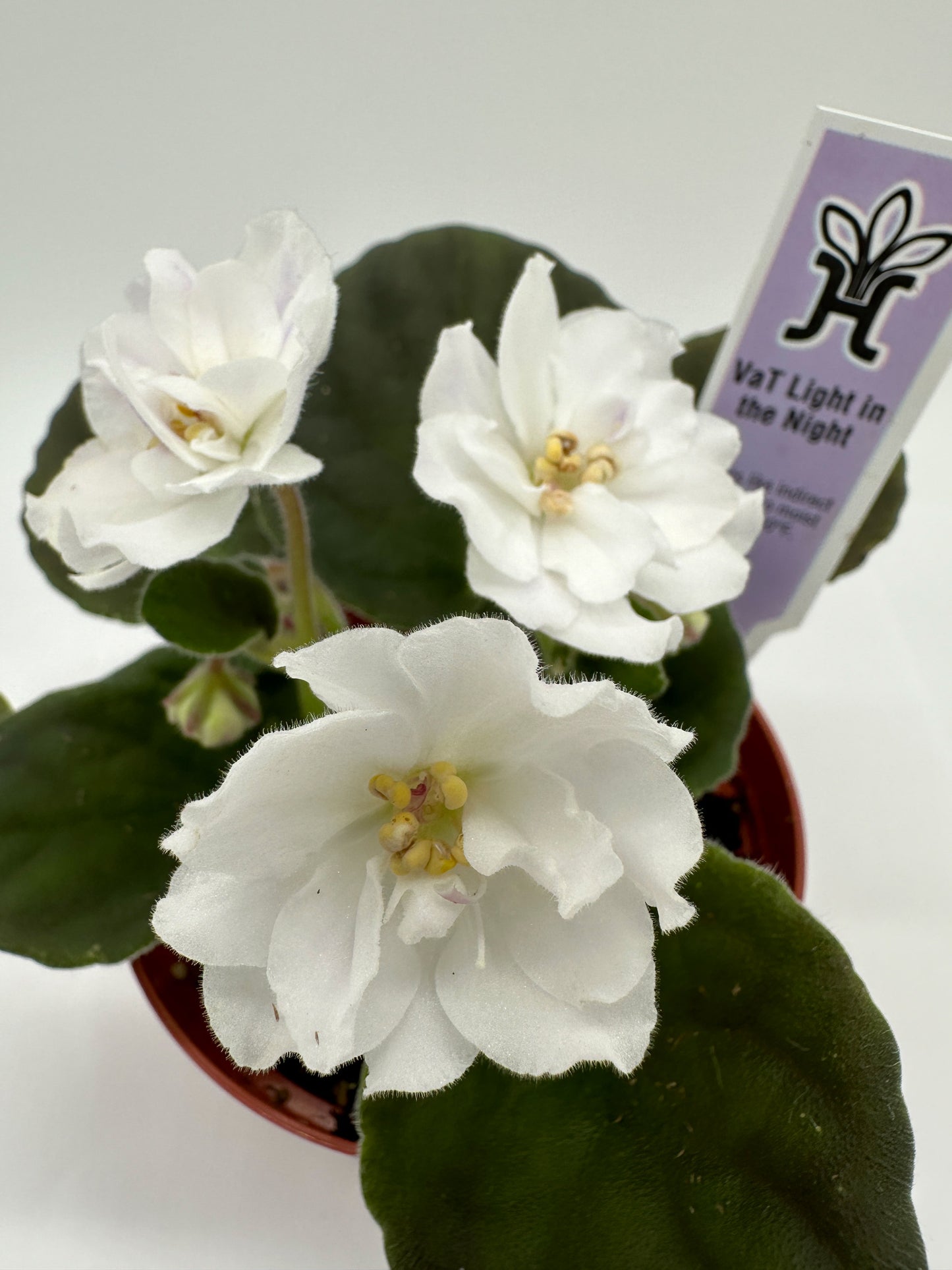 VaT Light in the Night - White Hybrid - Live African Violet 4"