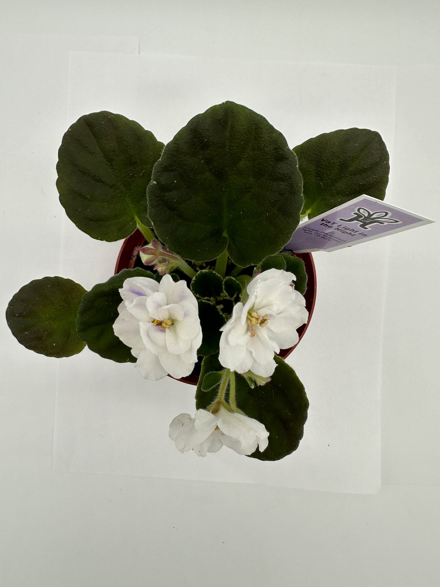 VaT Light in the Night - White Hybrid - Live African Violet 4"